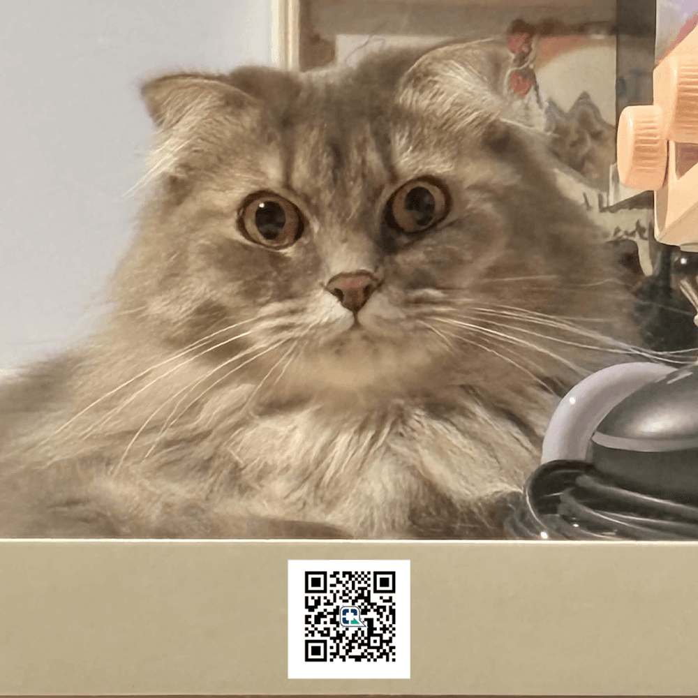 แมวของเรานั่งข้าง QR พร้อมเพย์สำหรับสนับสนุนเว็บไซต์